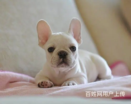 精品法牛犬出售 品相极佳 可视频选狗可上门看狗 - 图片 6