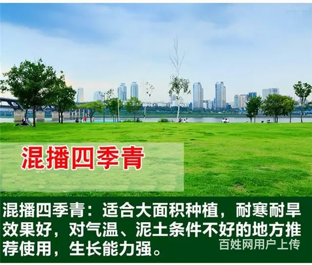 混播四季青草籽发芽温度 - 图片 1