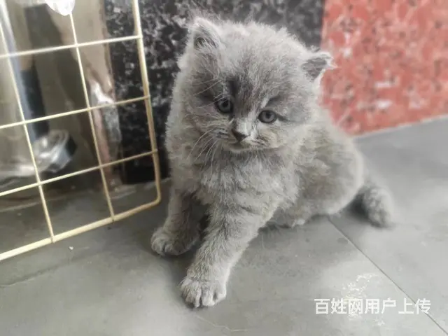 家养精品蓝猫刚满月 - 图片 1