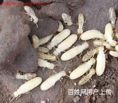 成都灭白蚁公司，成都除白蚁公司，成都白蚁防治公司 - 图片 1
