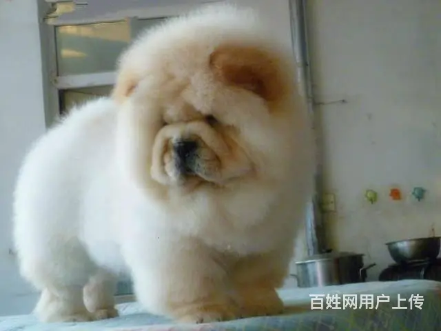 松狮犬养殖基地 纯种松狮 保纯保健康 完美售后 - 图片 6