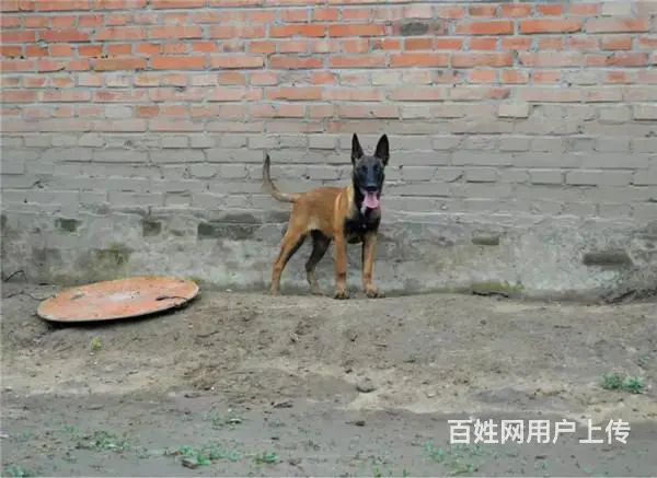 吕梁哪有繁殖马犬幼犬的，马犬幼犬多少钱一只 - 图片 11