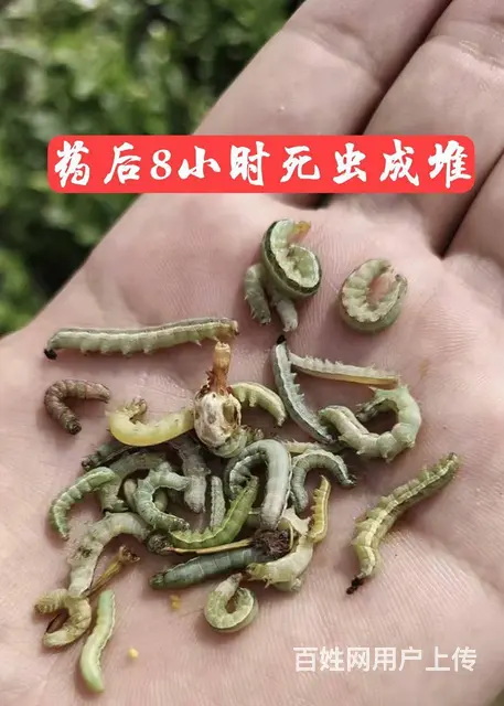 16%甲维茚虫威小菜蛾青虫吊丝虫杀虫剂稻纵卷叶螟 - 图片 9