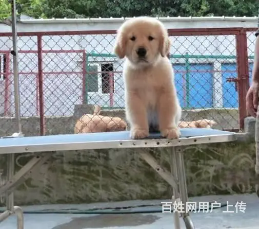 金毛犬 金毛犬舍 保纯保健康-专业繁育金毛犬 - 图片 11