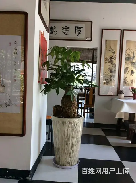 厦门绿植租赁、绿化工程、绿植养护、办公室绿植 - 图片 6
