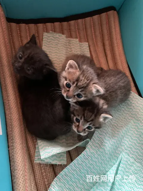 【搞定了！】免费赠送满月狸花猫 - 图片