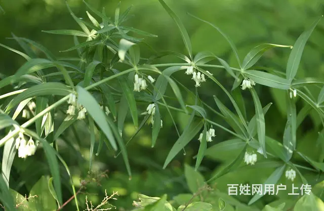湖北百草堂黄精种植产品好，市场竞争力大创富好选择 - 图片 1