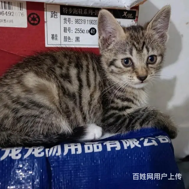 【搞定了！】中华田园狸花猫小奶猫领养 - 图片 3