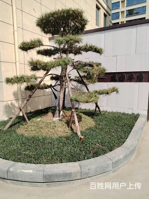 燕园华府  多套精装顶账实景现房，低价出售 - 图片 8