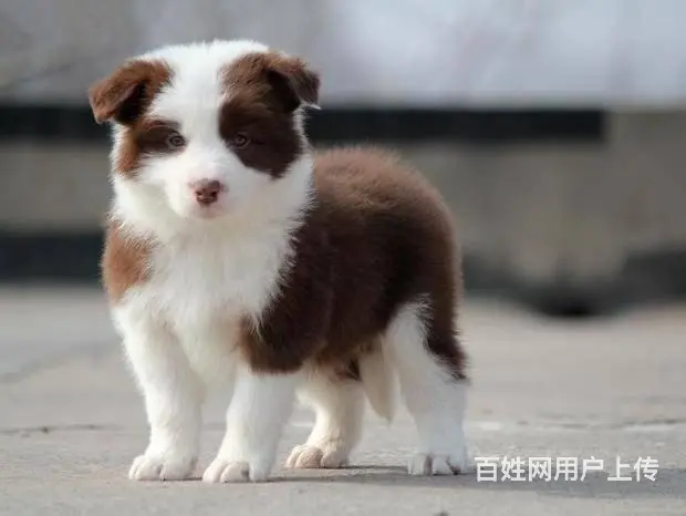 纯种边境牧羊犬 大骨架一品相佳健康保证一血统保证 - 图片 3