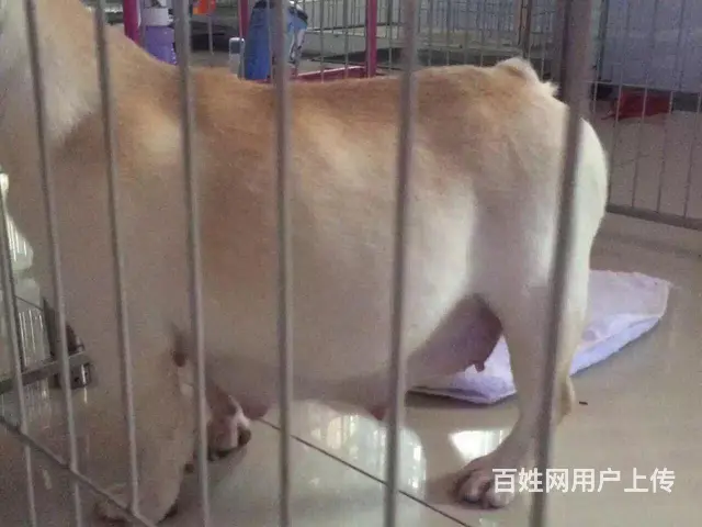 天门哪里可以买到法斗，法斗买一只要多少钱 - 图片 5