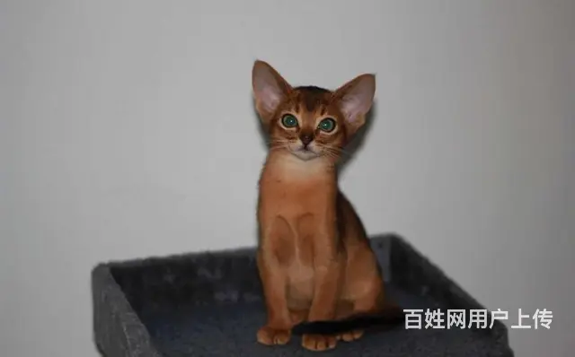 阿比西尼亚猫价格 红阿比猫体重 红阿比好养吗 - 图片 4