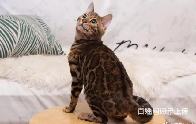 江苏徐州双血统豹猫价格多少 - 图片 4