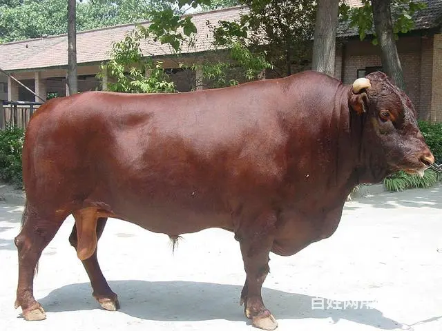出售肉牛西门塔尔夏洛莱利木赞 - 图片 1