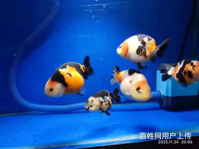 打包出5条精品兰寿，280元，自来水养大适合鱼友家养，尺寸7 - 图片 10