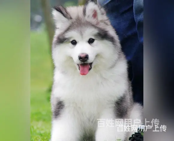 济宁好看的阿拉斯加哪里有卖血统阿拉斯加多少钱一头 - 图片 8