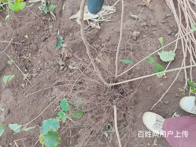 榛子树苗 - 图片 3
