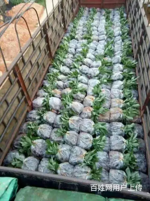 批发香蕉苗粉蕉苗 - 图片 9