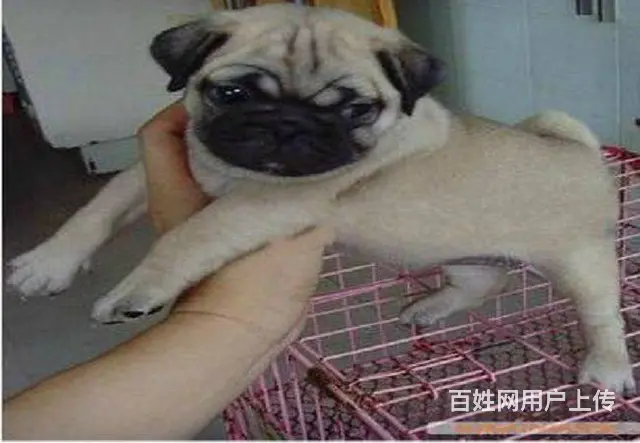 巴哥 本地狗场出售各种宠物狗包健康包纯种可送货 - 图片 3