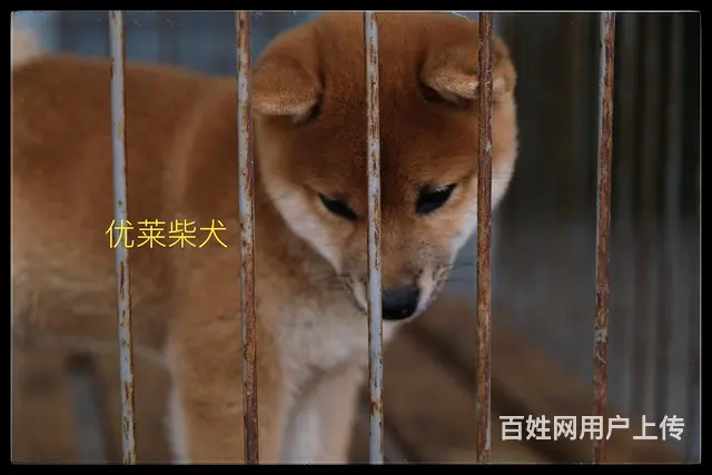 三沙纯种柴犬在哪可以买到，视频或者上门挑选 - 图片 7