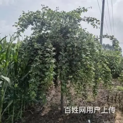 园林绿化施工，附近草坪，园林，绿化工程，红豆杉，土 - 图片 3