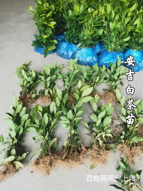 安吉白茶苗 自产自销 保质保量 技术指导 - 图片 5