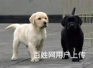 纯种拉布拉多幼犬 大骨骼, 拉布拉多 ,健康保 - 图片 7