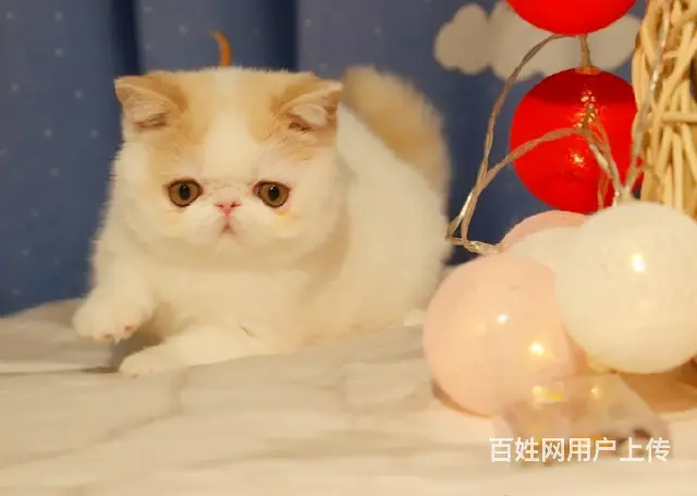 本地哪里有卖加菲猫的 加菲怎么护理 加菲好养吗 - 图片 2