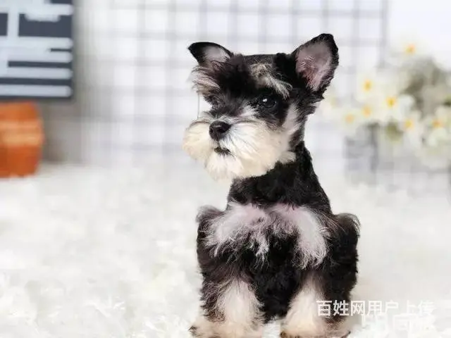 出售雪纳瑞幼犬 签协议包售后包养活 - 图片 2