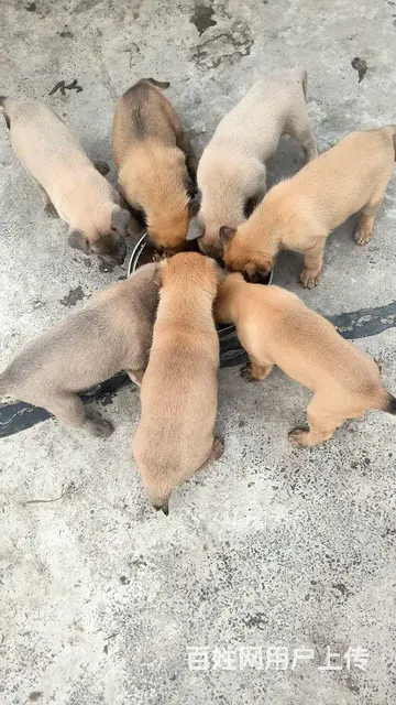 双血马犬 - 图片 3