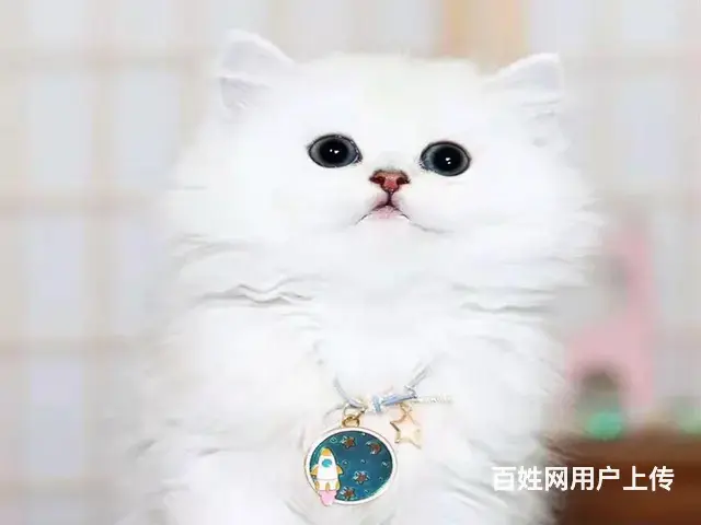 常州猫舍金吉拉多少钱一只哪里有本地买保纯种健康 - 图片 3