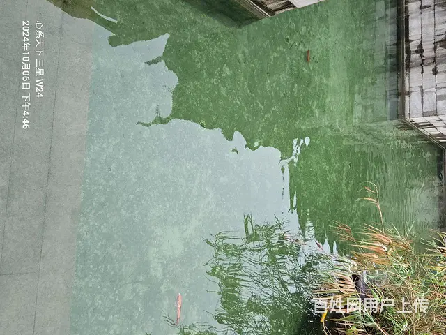 苏州批发零售锦鲤鱼 - 图片 4
