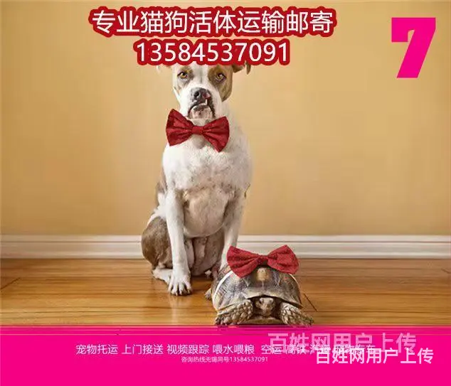 日喀则宠物托运（猫狗）邮寄快递（宠物活体运输)今日推荐 - 图片 3