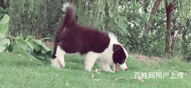 出售   高品质边牧宝宝【益帆边境犬舍】 - 图片 6
