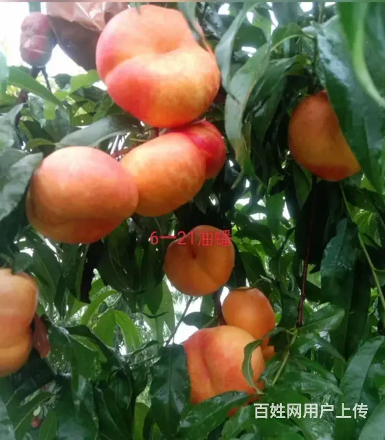 中油蟠9号桃油蟠6-21苗济宁新品种桃苗基地直销 - 图片 9