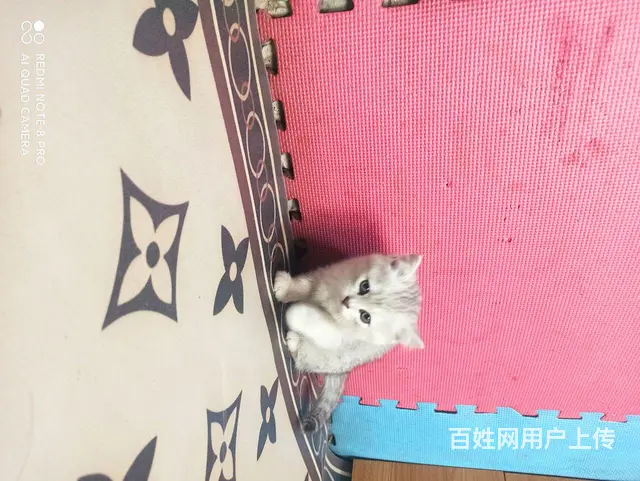 【搞定了！】50天小猫 - 图片 3