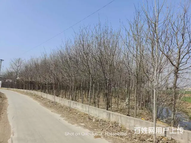 二十亩皂角树十年大树大批出 - 图片 5