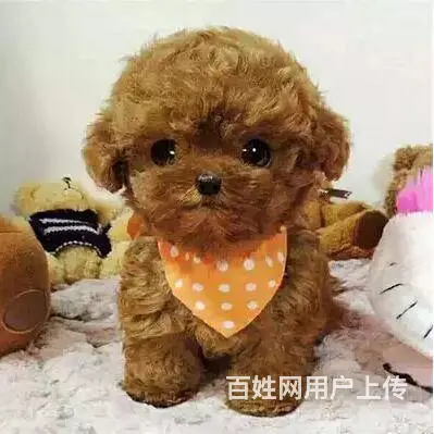 通辽泰迪多少钱一只 泰迪价格 茶杯犬泰迪 泰迪幼犬 - 图片 8