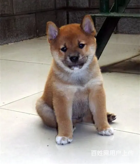 哪里有卖柴犬柴犬价格柴犬图片 纯种柴犬怎么喂养 - 图片 8