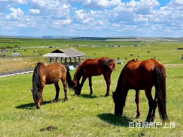 呼伦贝尔大草原旅游包车师傅排名常师傅靠谱 - 图片 12