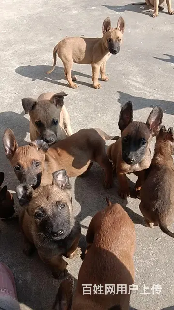 精品马犬 - 图片