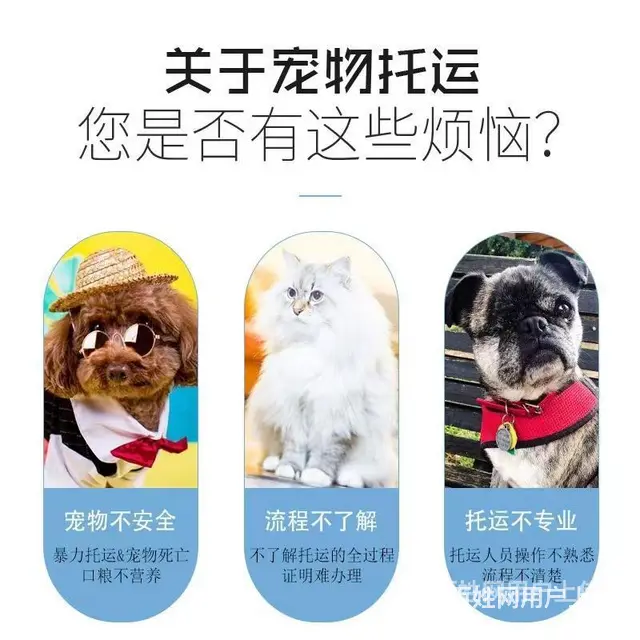 徐州铜山托运宠物 （猫狗活体运输）快递至全国各地 - 图片 3