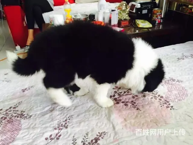 辽阳养边牧的地方，卖边牧的地方 - 图片 3