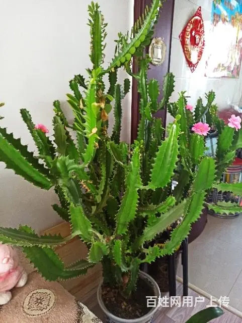 澳洲龙骨花等 - 图片 3