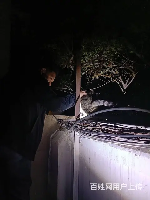 猫咪丢了还能找回来吗真的可以试试专业找猫团队 - 图片 4