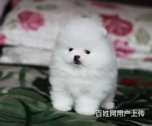 球体博美犬 哈多利系博美犬 纯种博美犬出售 - 图片 4