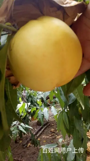 供应各种优质果树苗 - 图片 6