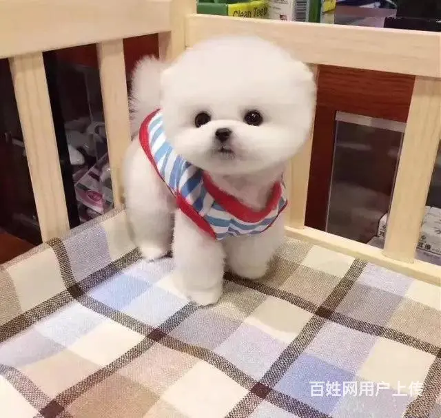 纯种博美幼犬 纯种哈多利博美 纯种球体博美 保健康 - 图片 5