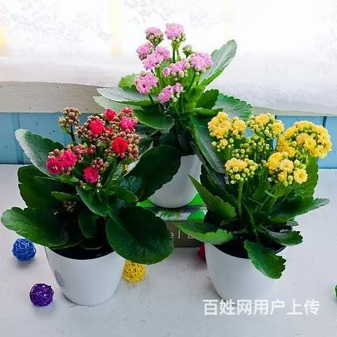 工程苗木，花卉苗木订购 - 图片 12