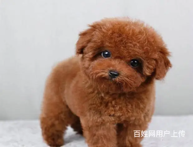 广州纯种贵宾犬价格 狗舍直销 包纯种健康签协议 - 图片 10